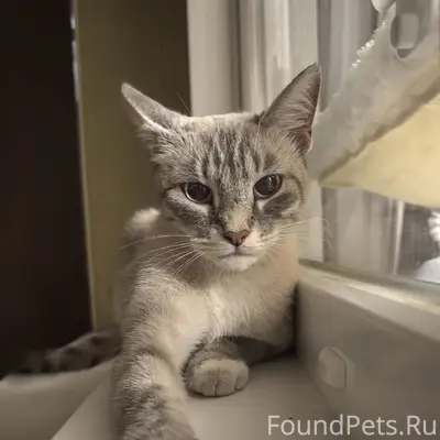 Найдена беременная кошка, похожа на тайскую, Коломна