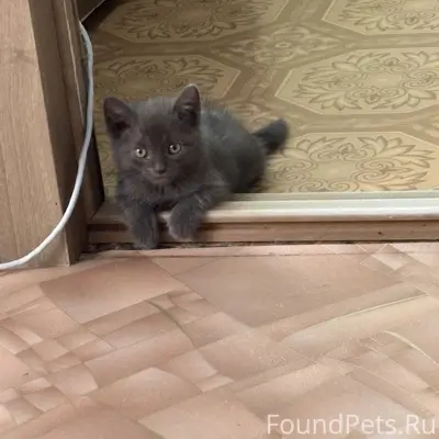 ПРОПАЛ КОТЕНОК