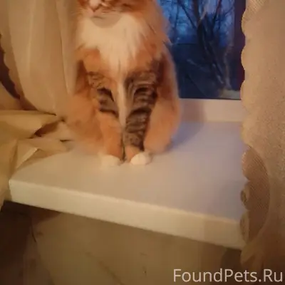 Пропала трёхшёрстная кошка, рыжая, чипирована