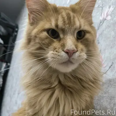 Пропал кот Кузя, Сельмаз
