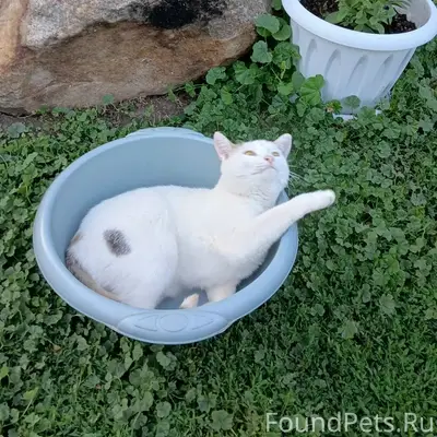 Пропала кошка Буся, ул. Ленина