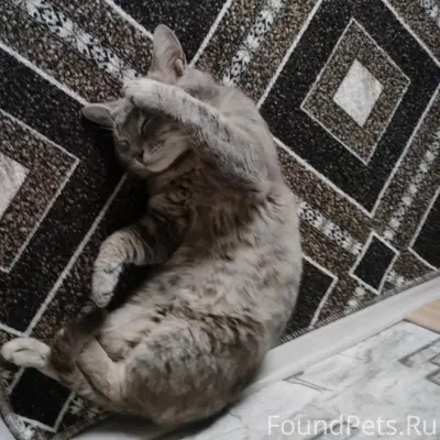 Пропал кот Тима, район Автовокзала