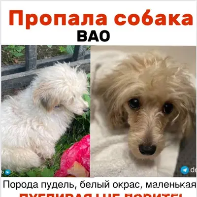 Пропала той пудель, Москва, Измайлово, Гольяново