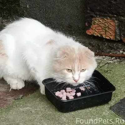 Найдена вислоухая кошка, кмр