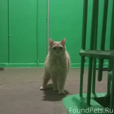 Найден котик, Ленина-Гайдара