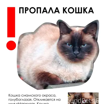 Пропала кошка Маркиза, поселок Красная Горка