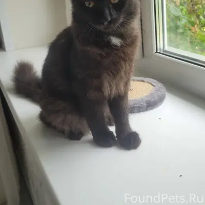 Найден кот, улица Дружбы