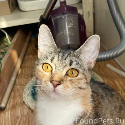 Пропала кошка Кицуня, улица 1 Луговой