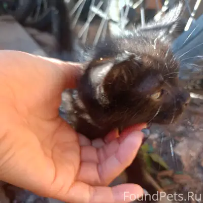 Найден чёрный котёнок, ищем дом
