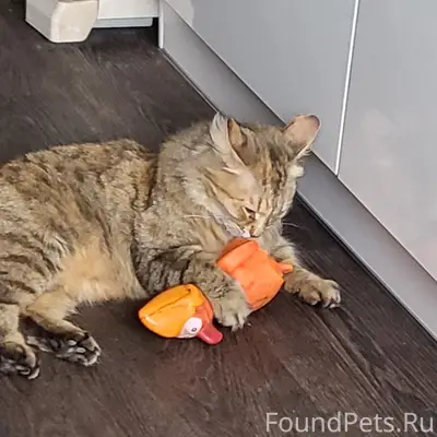 Пропала кошка Рыся