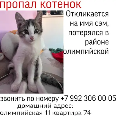 Пропал котёнок, Олимпийская 11