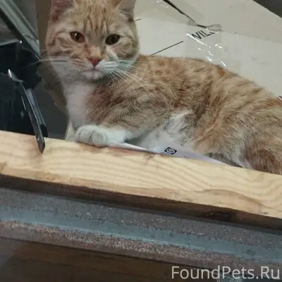 Пропала кошка, район Тёплого рынка