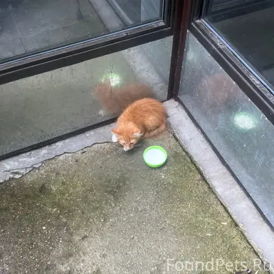 Найден котёнок, Первооткрывателей 6