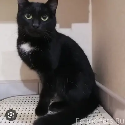Пропал котик Котя, частный сектор у стадиона Труд