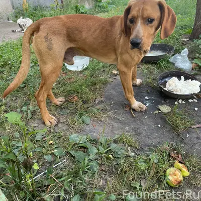 Найден бездомный пёс с клеймом, Новоандросово