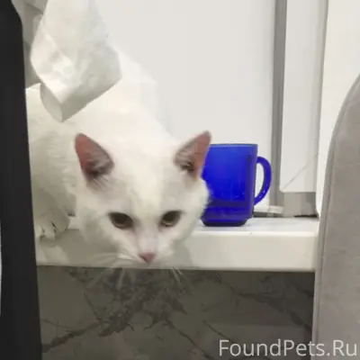 Найден кот, 6 мкр