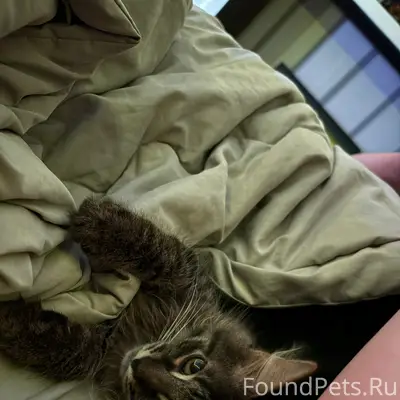 Пропал котёнок, коричневый, район 1 школы