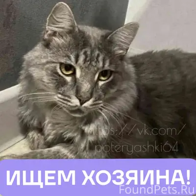 Найден кот, Булгаковский парк, Саратов