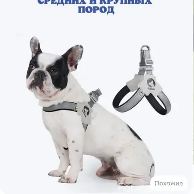 Пропала собака, между клиникой «Кивач» и д. Чупа