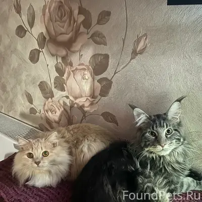Пропал Мейн-кун Чубайс, Бабушкина 112