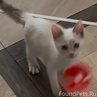 Пропала кошка, Новополоцк