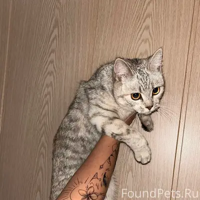 Найдена кошка, Пузакова, 1