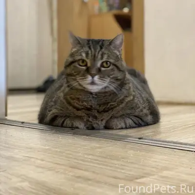 Пропала кошка Шуша, Коломна