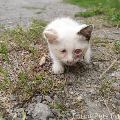 Пропал котёнок, Елец