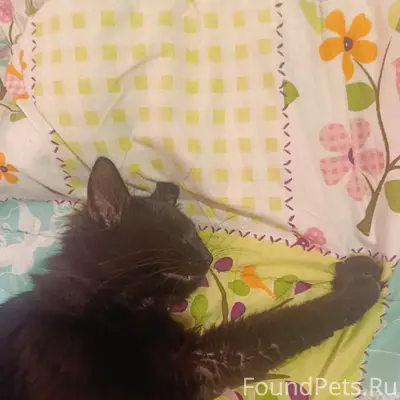 Пропал чёрный кот, ул. Жукова
