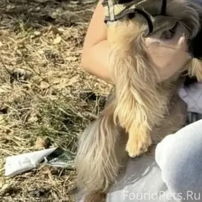 Пропала собака, без указания места