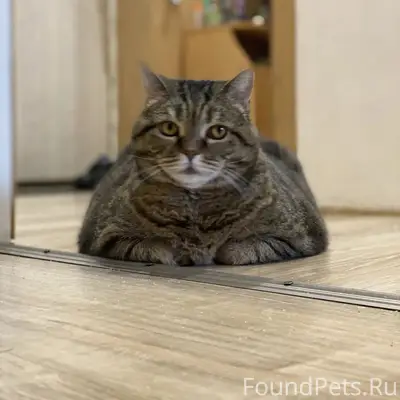 Пропала кошка Шуша, Коломна