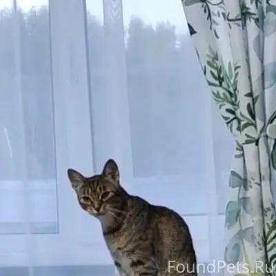Пропала кошка Ася, район кладбища, снт майский