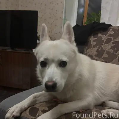 Пропала собака Бэла, поселок Рудничный
