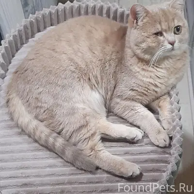 Пропал кот, фиолетовый ошейник, улицы Революционная, Степная