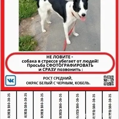 Пропал пёс Панда, Мурманское шоссе