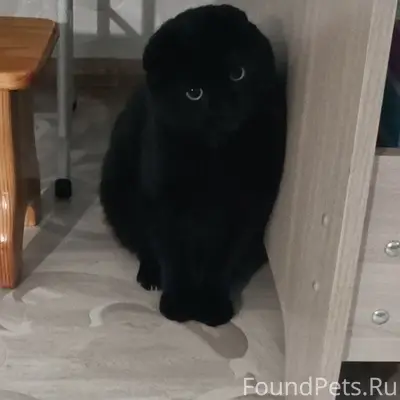 Пропал вислоухий шотландец Барсик