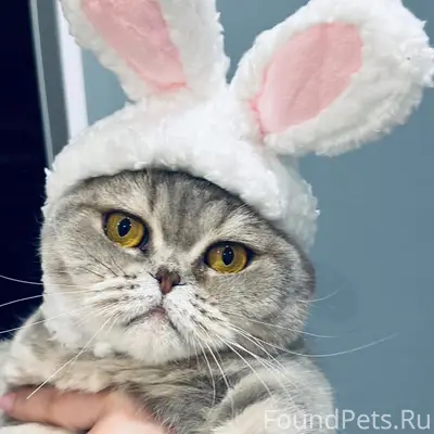 Пропала домашняя кошка, П. Лендеры