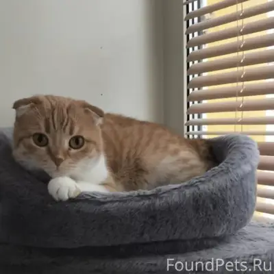 Пропала кошка, деревня Прокошево