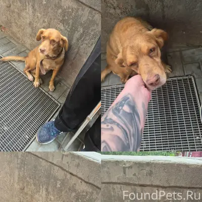 Найденная собака, нужна помощь в пристройстве и ветпомощь