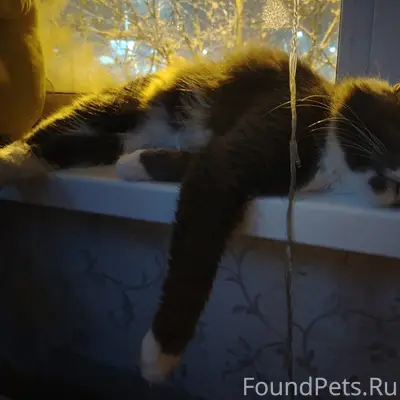 Пропал кот Тишка, район Бам
