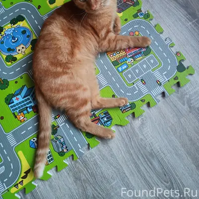 Пропал рыжий кот