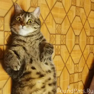 Пропал кот Плюха, крупный, в красном ошейнике