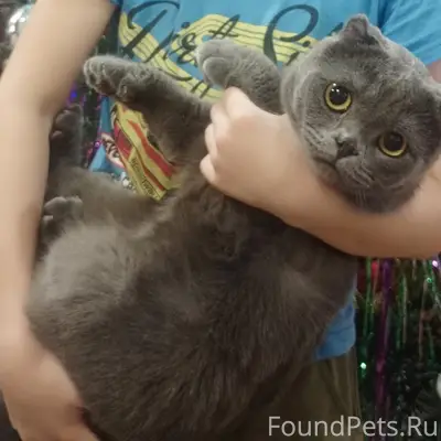 Пропал кот, Коммунальная улица