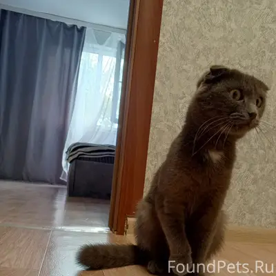 Найден кот, София Перовская 11/1