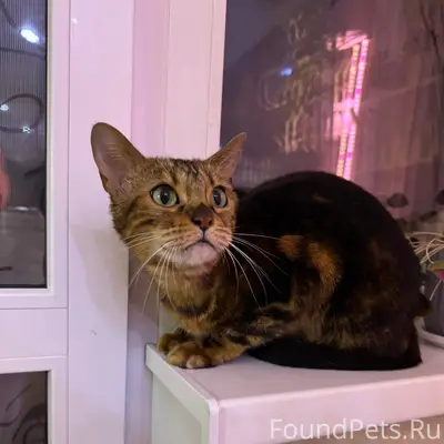 Найдена бенгальская кошка, Ленинский район