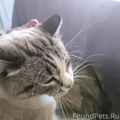Пропала кошка Алиса, район Карла Маркса