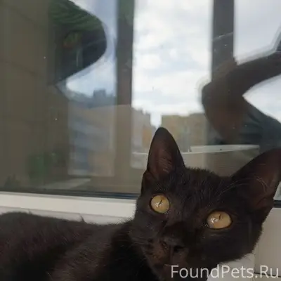 Найден котёнок, Космический проспект