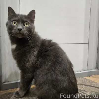Найден котик, возле цдод