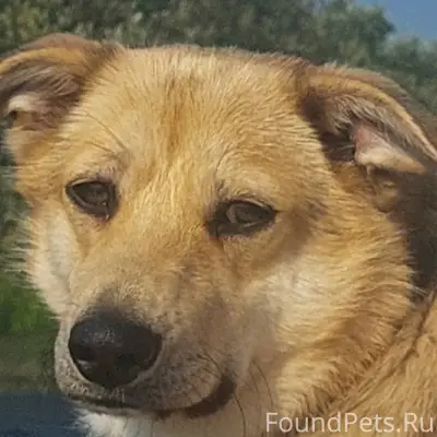 Пропала собака