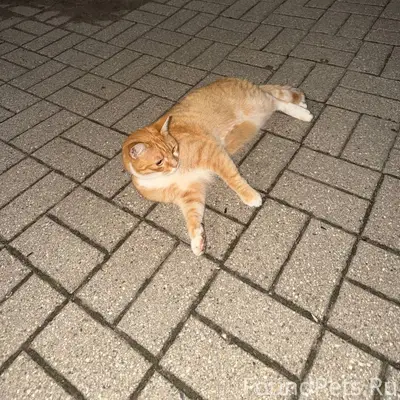 Найден кот, Московский проспект